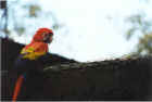 Macaw are like parrots, only more colorful 