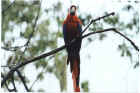 Another macaw on a branch high above