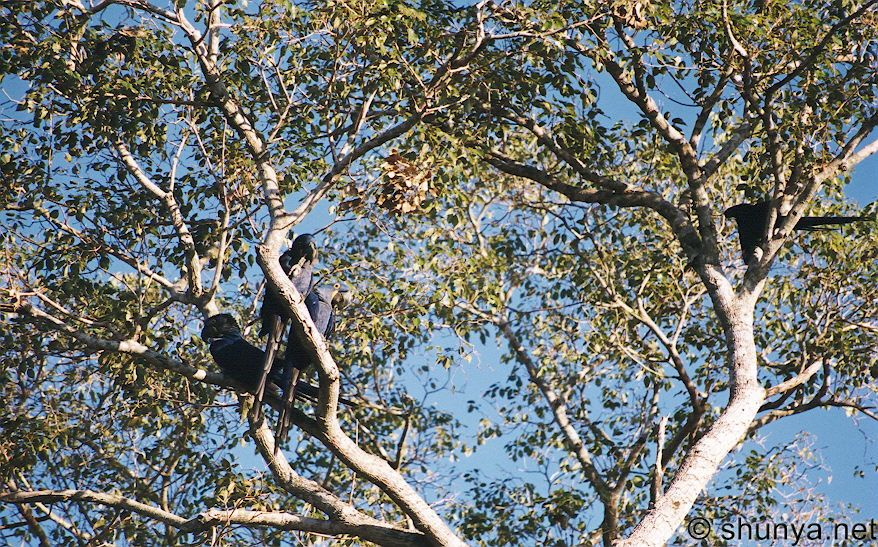 Blue Macaws, Pantanal, Brazil