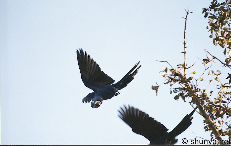 Blue Macaws, Pantanal, Brazil