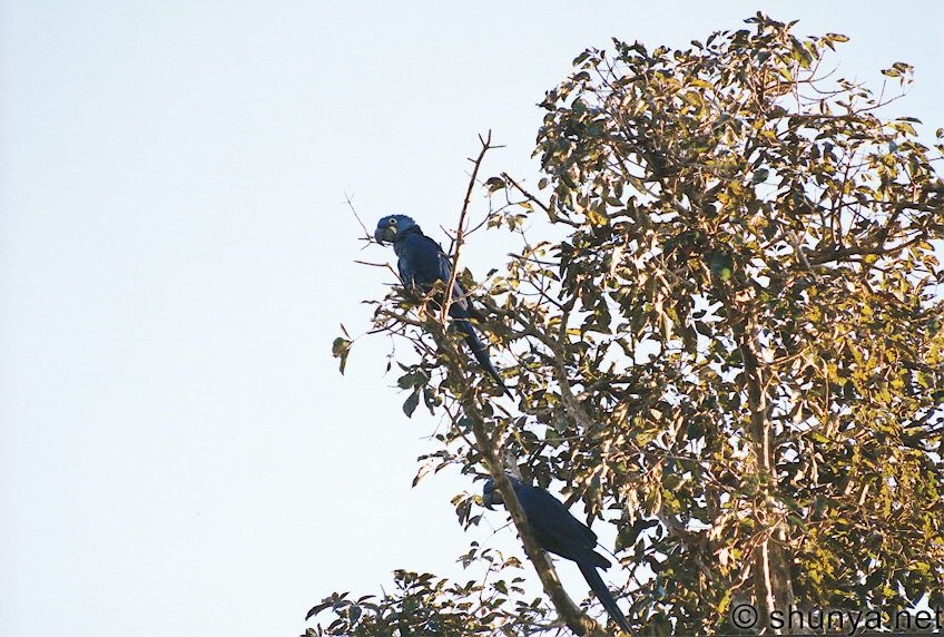 Blue Macaws, Pantanal, Brazil