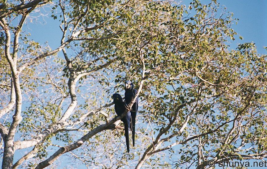 Blue Macaws, Pantanal, Brazil