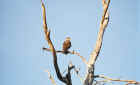 A Crested Caracara