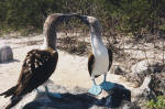 Blue-footed boobies in courtship ritual