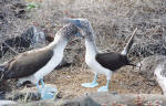 Galapagos Islands