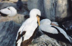 Galapagos Islands