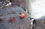 Galapagos Islands