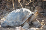 Galapagos Islands