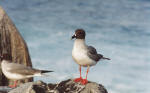 Galapagos Islands