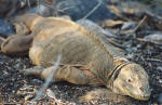 Land Iguana