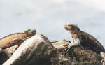 Marine Iguana