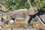 Marine Iguana