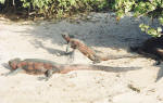 Marine Iguana