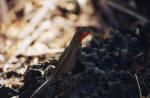 Galapagos Islands