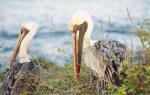 Galapagos Islands