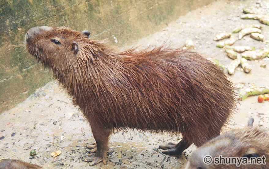http://www.shunya.net/Pictures/Ecuador/Rainforest/Capybara.jpg