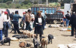 Animal market, Saquisili 