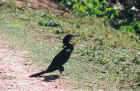 Pantanal, Brazil 