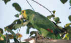 Green Macaw, Pantanal, Brazil
