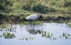 The scarlet collared symbol of the Pantanal, Brazil