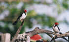 In the Pantanal, Brazil