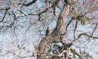 Pantanal, Brazil