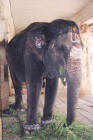 Temple elephant, Vijayanagar, Karnataka