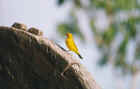 Pantanal, Brazil