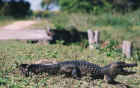 In the Pantanal, Brazil