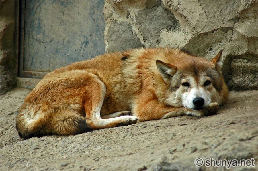 http://www.shunya.net/Pictures/Himalayas/Darjeeling/TibetanWolf.jpg