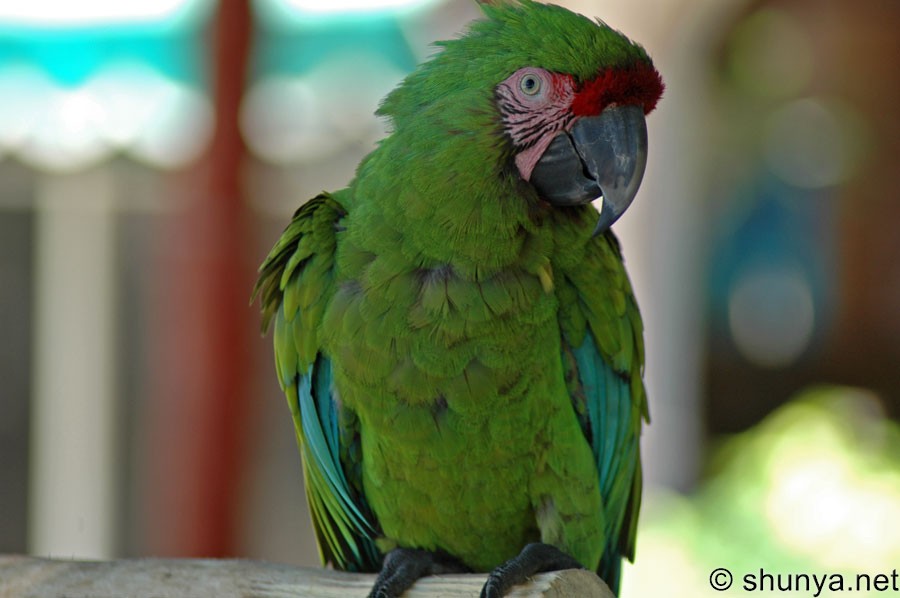 Blue Macaws, Pantanal, Brazil