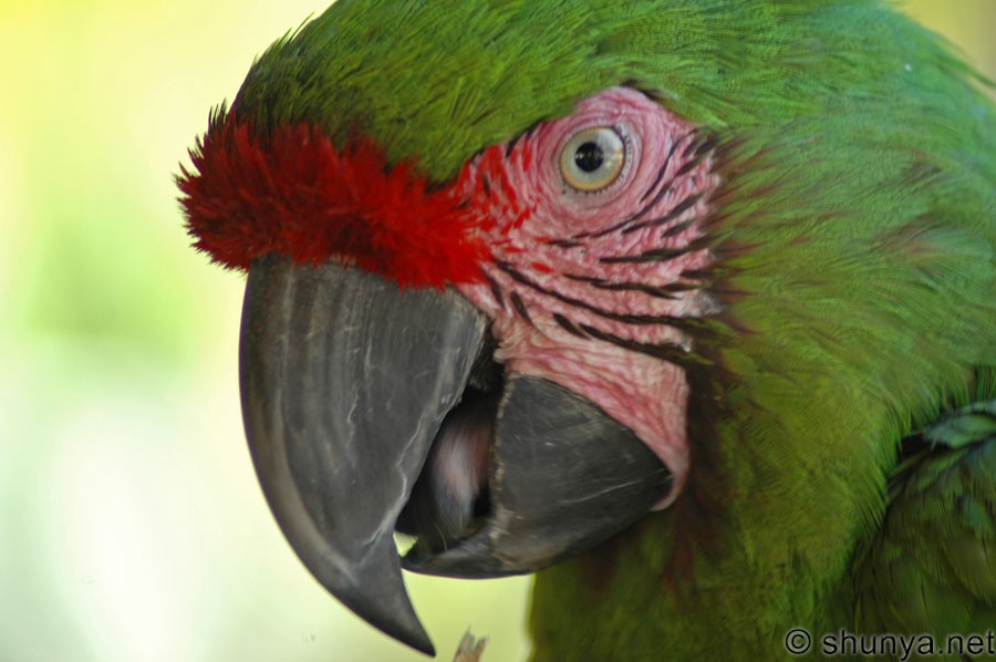 Blue Macaws, Pantanal, Brazil