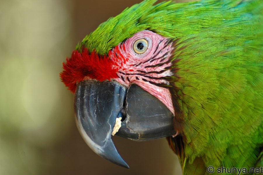 Blue Macaws, Pantanal, Brazil