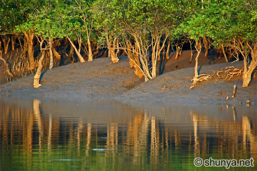 Sunderbans38