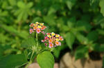 Wildflowers of switzerland