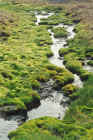 Tundra means 'no trees' - this is the only kind of island vegetation in the Arctic, a velvety green bog.