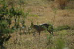 Bharatpur, India