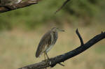 Bharatpur, India