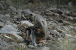 Sariska National Park, India