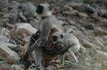 Sariska National Park, India