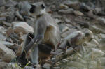 Sariska National Park, India