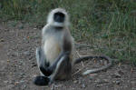 Sariska National Park, India