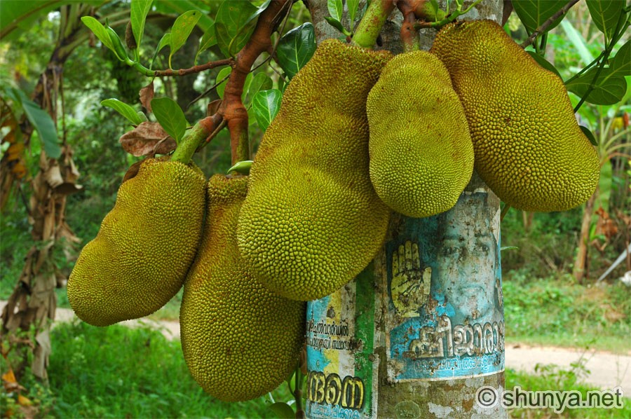 http://www.shunya.net/Pictures/South%20India/Kovalam/KovalamJackfruit.jpg