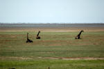 Lake Manyara National Park