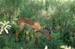 Lake Manyara NP