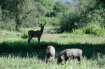 Lake Manyara NP