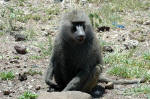 Ngorongoro