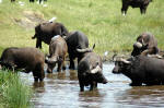 Ngorongoro Conservation Area