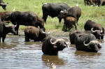 Ngorongoro Conservation Area