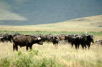 Ngorongoro Conservation Area